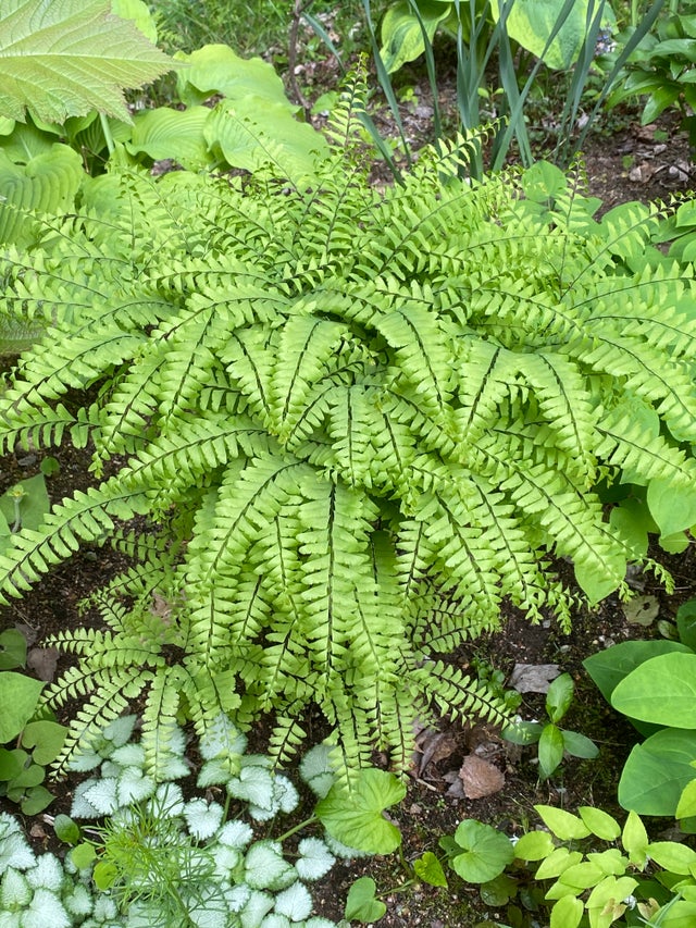 Ferns 