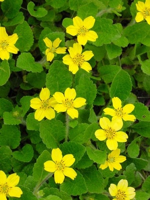 Chrysogonum virginianum - Green and gold