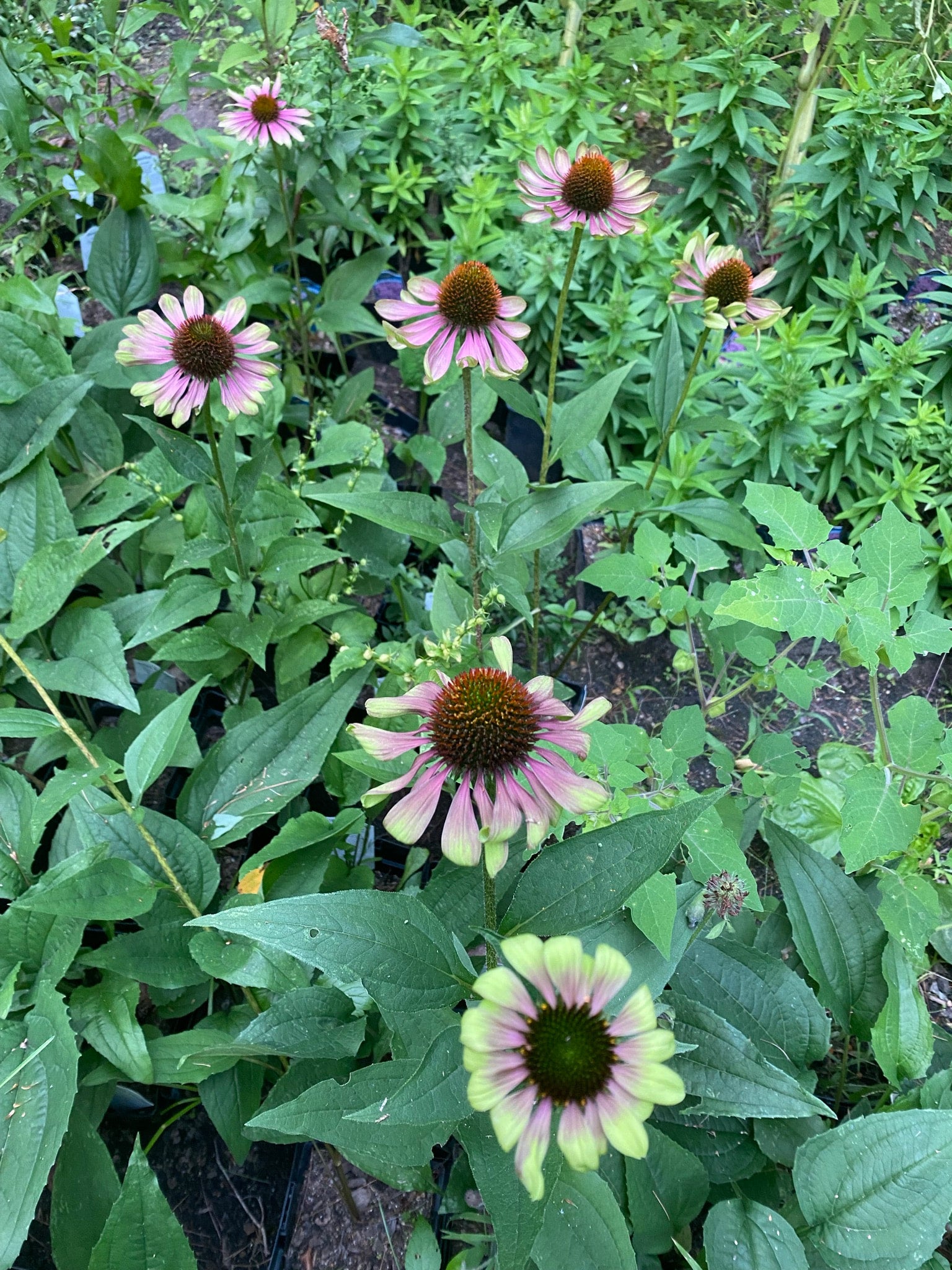 Echinacea Green Twister - Coneflower